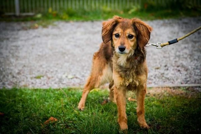 Inspektorzy Fundacji Na Pomoc Zwierzętom poszukują osoby, która zaopiekuje się sześcioletnią Kulą