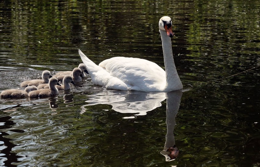 Narodziny w Zoo Parku Wrocławskiego [ZDJĘCIA]