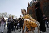 W Legnicy zawalczą o cyrk bez zwierząt (FOTO)