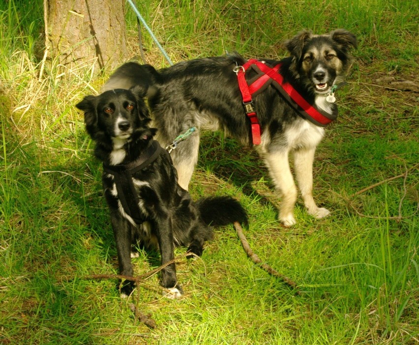 Profesjonalne szkolenie psów w Kwidzynie. Trwają zapisy! 