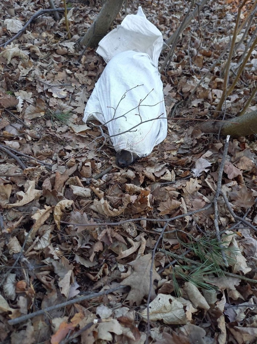 W Lesie Szczepanowskim znaleziono psa w zawiązanym worku,...