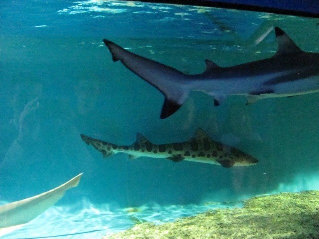 Rekiny przed Galerią Kupiecką Oczko w Myszkowie