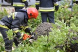 Wichura w Toruniu. Drzewa przewracały się na drogi samochody i budynki [wideo, zdjęcia]