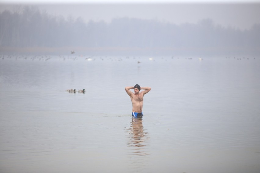 Dąbrowa Górnicza: Morsy kąpały się w lodowatej wodzie w Pogorii. Zobaczcie ZDJĘCIA