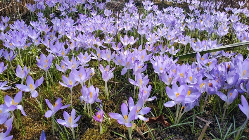 Wiosenne kwiaty na terenie ogrodów działkowych zwiastują...