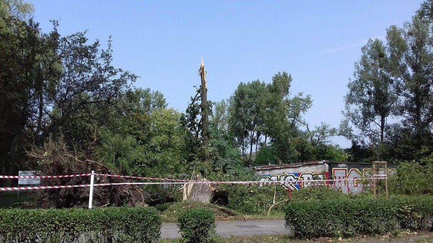Bytom: Nawałnica w Miechowicach.Powalone drzewa i zerwane poszycie dachowe [ZDJĘCIA]
