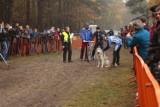 VIII Wataha Cup. W Witowie w gminie Piątek rywalizują psy północy z całej Polski!