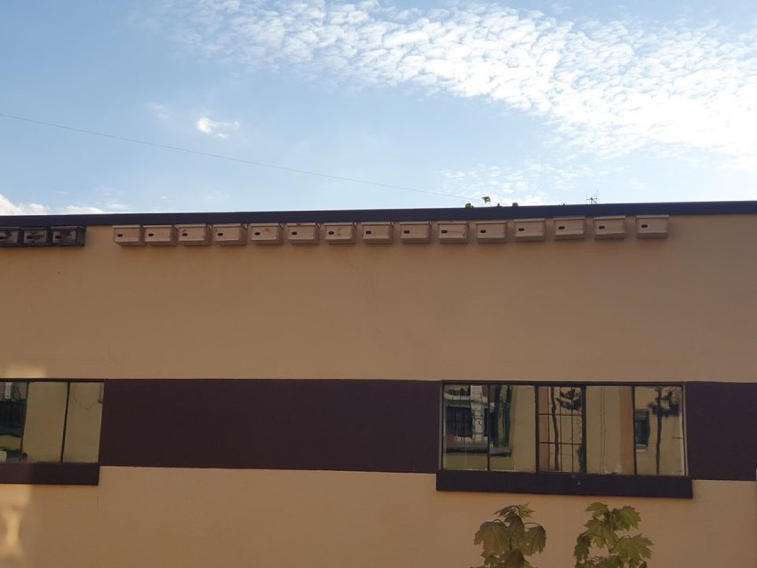 Budki lęgowe dla jerzyków pojawiły się na elewacji budynku w gminie Ujazd. Komary nie mają szans! [FOTO]
