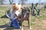 Majster szuka domu. Oferta adopcyjna TOZ Goleniów