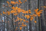 Jesień 2019 w lesie na Paprocanach w Tychach ZDJĘCIA