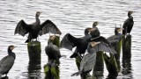 Ogromne stado kormoranów na Trzesiecku. Wędkarze zdruzgotani [zdjęcia, wideo]