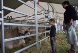 Częstochowa. Krowy, konie, owce i drobny inwentarz w ramach Krajowej Wystawy Rolniczej. Zachwytom nie ma końca