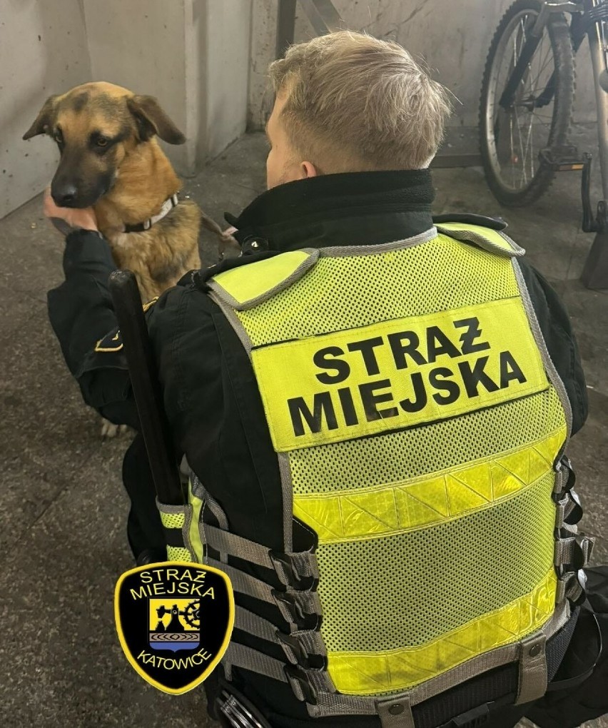 Akcja straży miejskiej w Katowicach. Kobieta pod wpływem narkotyków trafiła do szpitala, a jej pies do schroniska. 