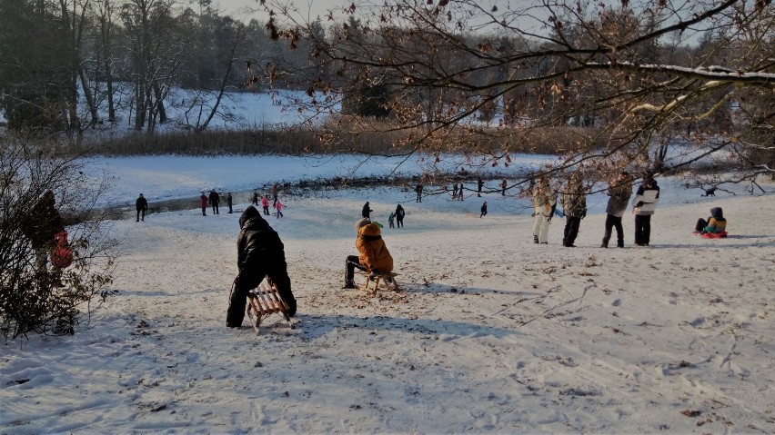 Zobacz, jak pięknie wygląda gołuchowski park w zimowej...