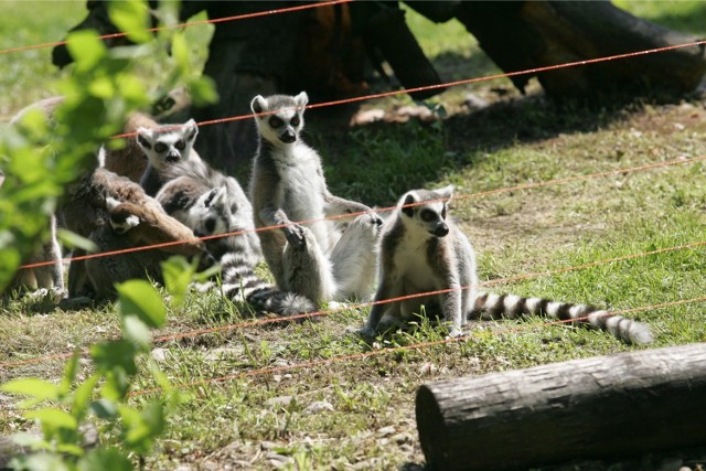 Małe lemury we wrocławskim zoo