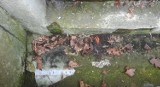 Jadowita żmija znaleziona w Gdyni