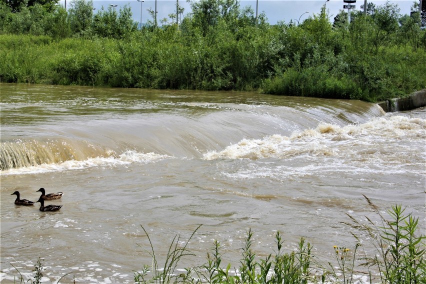 Nowy Sącz. Jaki jest stan wody w sądeckich rzekach i potoku Łubinka? Czy są powody do niepokoju?