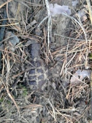 W podbiłgorajskim lesie w Bukowej znaleziono granat z okresu II wojny światowej.