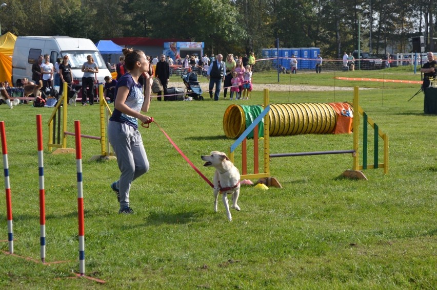 Wystawa psów rasowych 2014 w Gliwicach