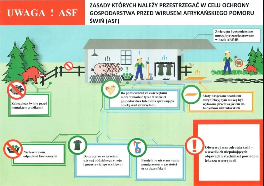 GMINA WSCHOWA i SZLICHTYNGOWA. W związku z zagrożeniem ASF obie gminy weszły do strefy czerwonej [ZDJĘCIA]