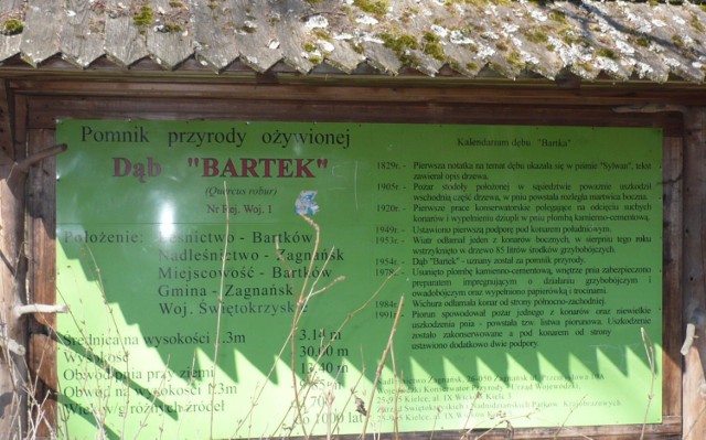 Tablica informacyjna o dębie Bartku. Fot. Bartłomiej Kowalewski