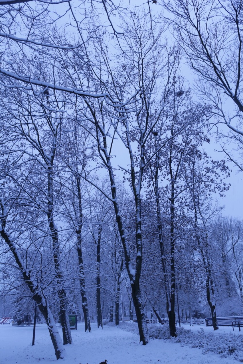 Zima 2022 w Radomsku na Parku Świętojańskim i na ulicach miasta. Pięknie w parku, ślisko na drogach. Zdjęcia