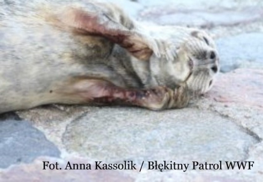 Młode foki coraz częściej odwiedzają Gdynię. Wolontariusze Błękitnego Patrolu apelują, aby ich nie niepokoić 