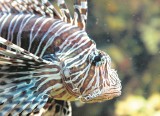 Gdynia: Akwarium zmieni się na ferie. Był remont, będzie lepiej widać zwierzęta