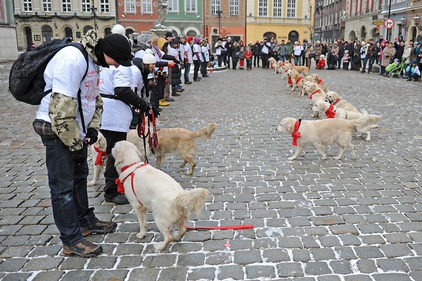 Poznań: Golden retrievery kwestują dla WOŚP [ZDJĘCIA]