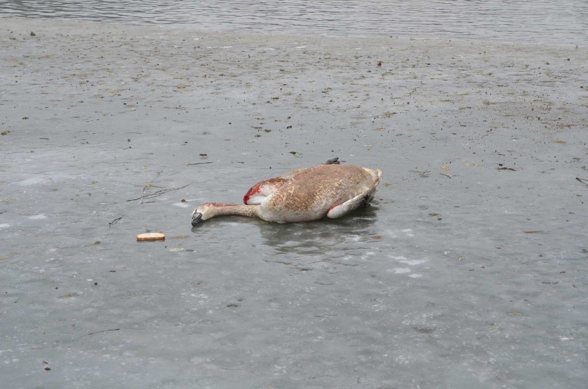 Zakrwawiony łabędź na lodzie jeziora Jelonek [FOTO, WIDEO]