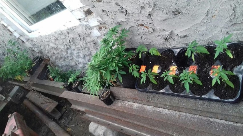 Uprawa marihuany w gminie Skomlin. Dwaj bracia w rękach policji [FOTO]