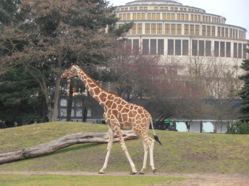 Żyrafy, zebry i kangury z wrocławskiego zoo [ZDJĘCIA]