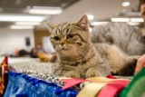 Wystawa kotów rasowych 2016. Setki kotów z całego świata przyjechało do Warszawy [ZDJĘCIA]