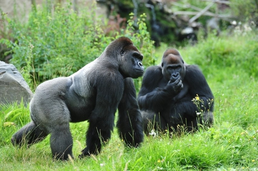 Dziadowa Kłoda: GOK zaprasza na wycieczkę do zoo w Opolu i na rejs statkiem Opolanin