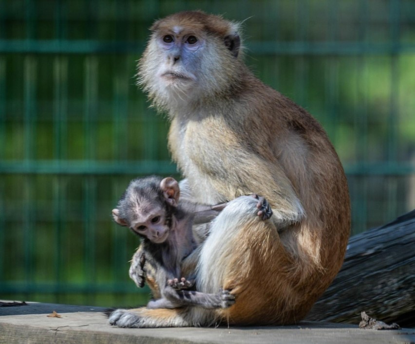 Szczepienia zwierząt na Covid-19. Gdański Ogród Zoologiczny.