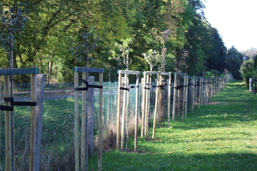 Stowarzyszenie Ogrodowe „Jelonek” w Wieluniu posadziło 100 drzew dzięki dofinansowaniu od samorządu województwa łódzkiego FOTO
