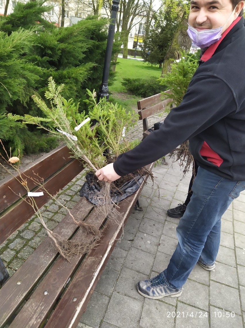 W Parku Miejskim w Pińczowie rozdawali drzewka. To akcji promocyjna z okazji Dnia Ziemi (ZDJĘCIA)