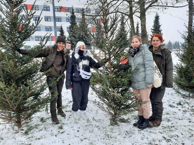 Osoby, które oddały krew w Kościerzynie dostały w podziękowaniu choinkę.