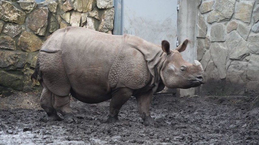 Nosorożec indyjski urodził się we Wrocławiu. Pierwszy raz w historii naszego zoo (ZDJĘCIA)