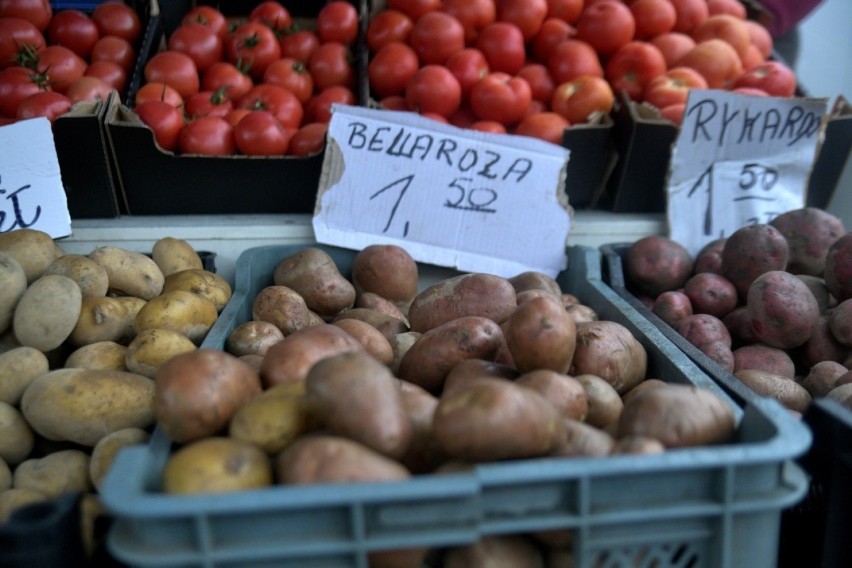 Ziemniaki Bellaroza- 1,50 złotego za kilogram.