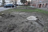 Wycinka drzew przy budynku Starostwa Powiatowego w Malborku. Dlaczego usunięto świerki rosnące tam od lat?