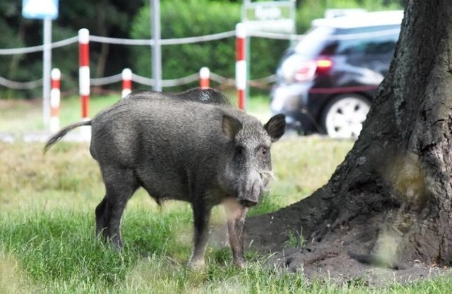 Sezon wzmożonych prac polowych może sprzyjać przenoszeniu wirusa ASF z lasów czy pól na tereny gospodarstw.