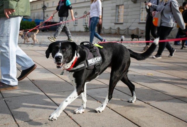 Radziejów - opłata za psa w gminie Radziejów to podobnie jak w latach ubiegłych 55 złotych.