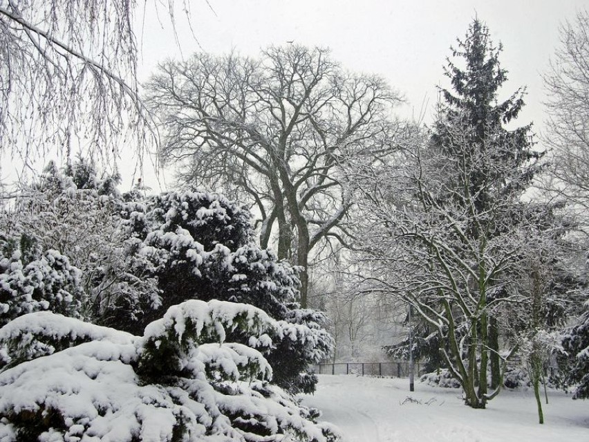 Wrocławskie zoo pokryte śniegiem, źródło: archiwum Zoo Wrocław