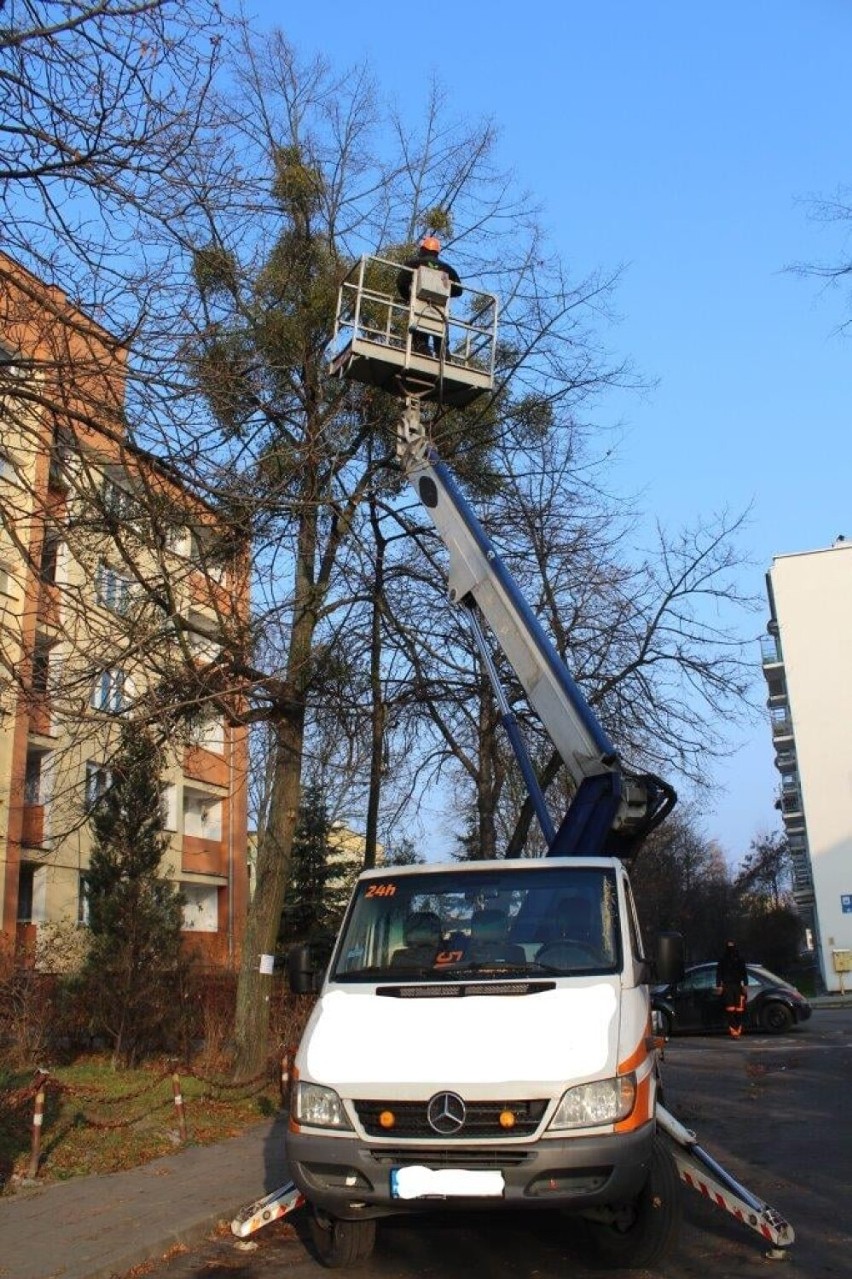 Jemioła na drzewach w Chełmie panoszy się od wielu lat. Miasto obecnie prowadzi walkę z tym półpasożytem