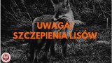 Rusza akcja szczepienia lisów w powiatach tomaszowskim i opoczyńskim. Na co trzeba uważać?