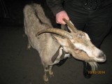 Koza w Rybniku: Zwierze w środku nocy chodziło sobie po ulicy Raciborskiej 