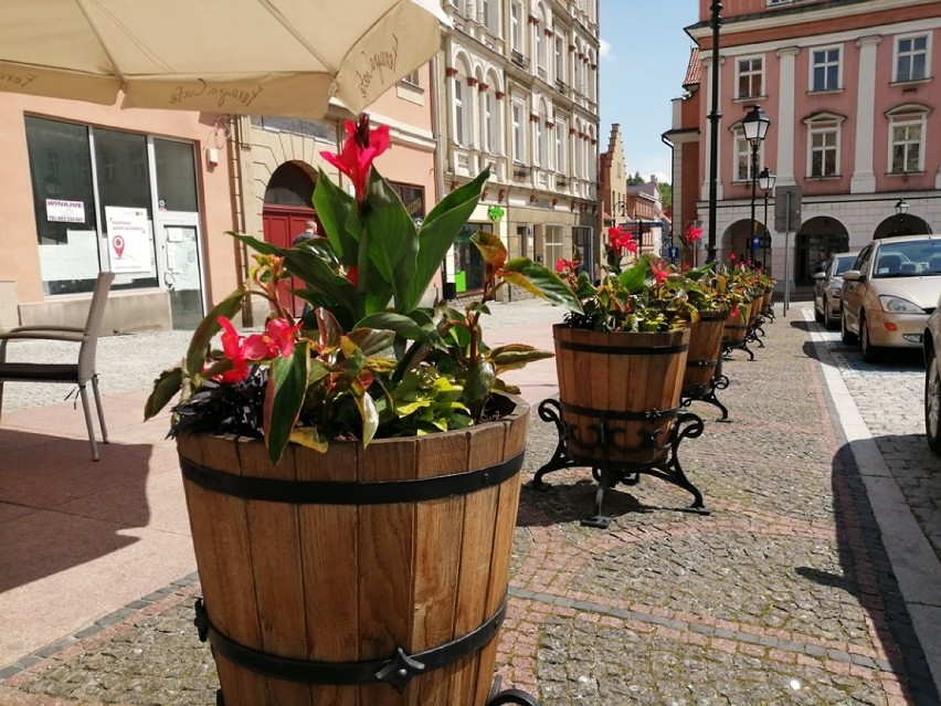 Nowe kwiaty w Wałbrzychu.