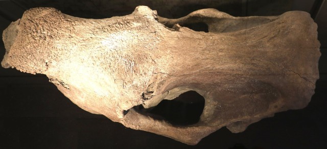 Pleszew. Żuchwa mamuta i czaszka nosorożca włochatego na wystawie w Pleszewie. Pospiesz się, żeby ją zobaczyć