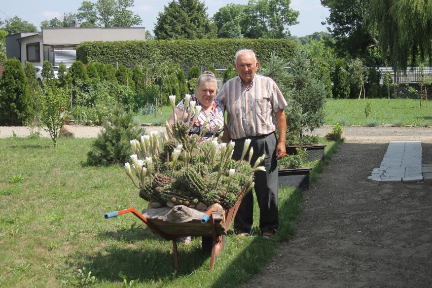 Benice mają się czym pochwalić! Egzotyczny kaktus państwa Grobelnych jest ewenementem! [ZDJĘCIA]